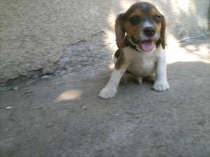 Vand pui Beagle