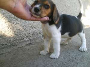 Vand pui Beagle