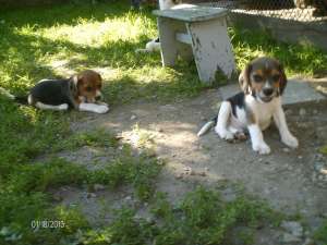 Vand pui Beagle