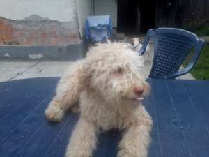 catei de trufe