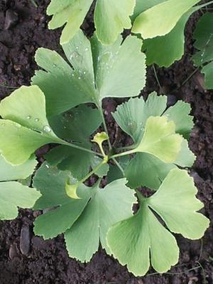 Copaci GINKGO BILOBA