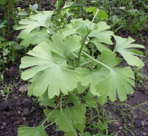 Copaci GINKGO BILOBA