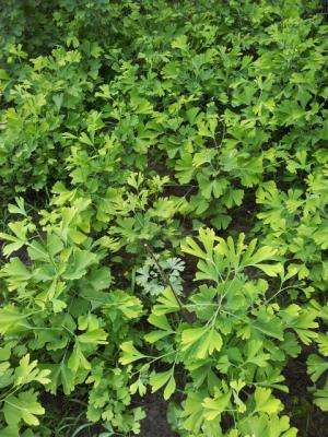 Copaci GINKGO BILOBA