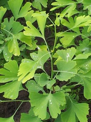 Copaci GINKGO BILOBA