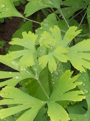Copaci GINKGO BILOBA