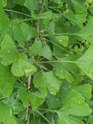Copaci GINKGO BILOBA