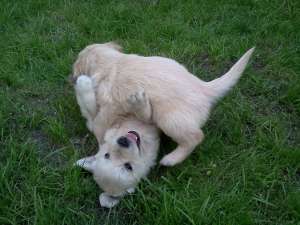 vand femela Golden Retriever