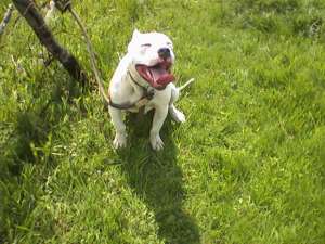 Ofer mascul amstaff  pt monta
