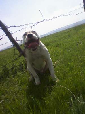 Ofer mascul amstaff  pt monta