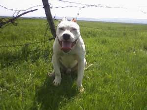 Ofer mascul amstaff  pt monta