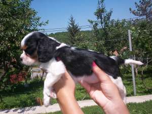 vand cavalier king charles