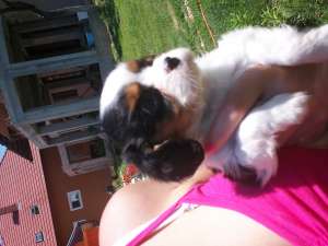 vand cavalier king charles