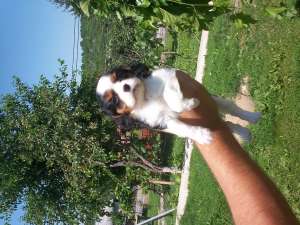 vand cavalier king charles