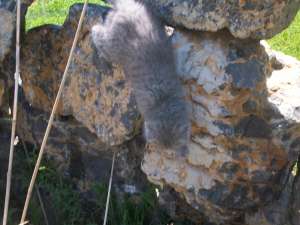 vand scottish fold