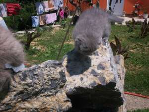 vand scottish fold