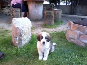 VAND SAINT BERNARD