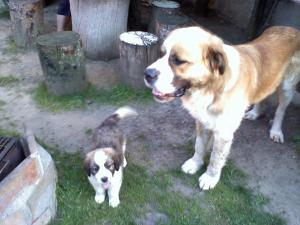 VAND SAINT BERNARD