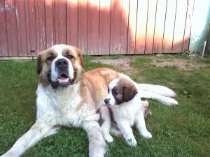 VAND SAINT BERNARD