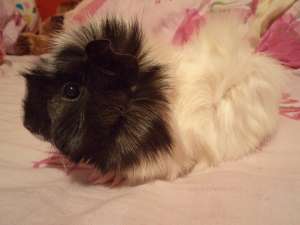 Vand porcusor de guineea URGENT