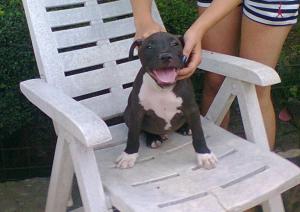vand catei  AMSTAFF, 