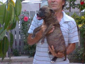 vand catei  AMSTAFF, 