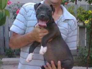 vand catei  AMSTAFF, 