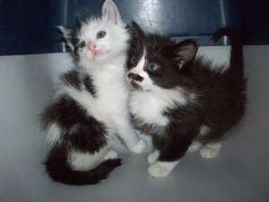 Vand pisoias de rasa Maine Coon