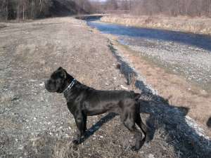 masculi si femele cane corso