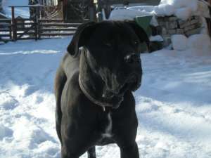 Mascul Cane Corso italian pentru monta Bistrita-Nasaud
