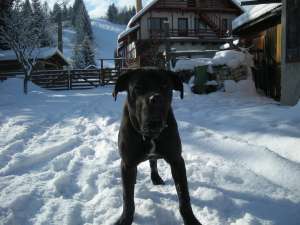 Mascul Cane Corso italian pentru monta Bistrita-Nasaud