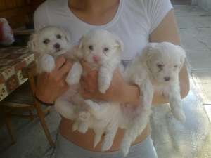 vand bischon maltese