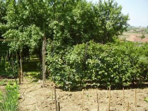Vand casa