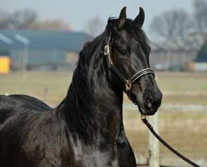 Friesian