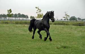 Friesian