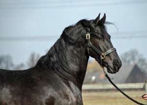 Friesian