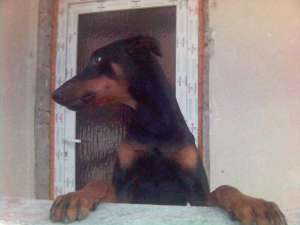 doberman pentru monta