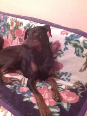 doberman pentru monta