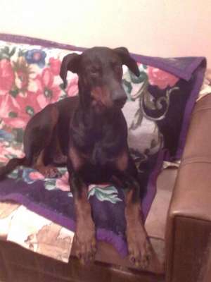 doberman pentru monta