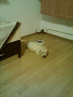 vand catelusa labrador golden