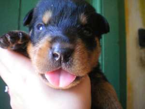 Pui Rottweiler