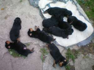 Pui Rottweiler