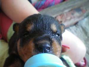 Pui Rottweiler