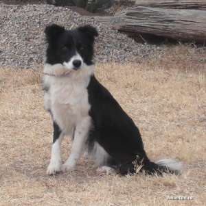 Vand pui femela de Border Collie