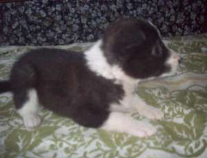 Vand pui femela de Border Collie