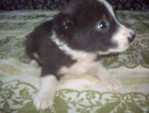 Vand pui femela de Border Collie