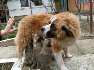 rasa saint bernat