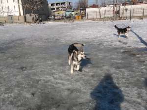 Malamut de Alaska