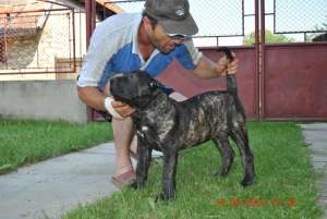 VAND PUI DOGO CANARIO CU PEDIGREE DIN BUNICI CAMPION MONDIALI