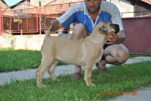 VAND PUI DOGO CANARIO CU PEDIGREE DIN BUNICI CAMPION MONDIALI