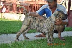 VAND PUI DOGO CANARIO CU PEDIGREE DIN BUNICI CAMPION MONDIALI